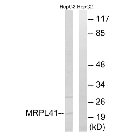 Western Blot - Anti-MRPL41 Antibody (C14078) - Antibodies.com