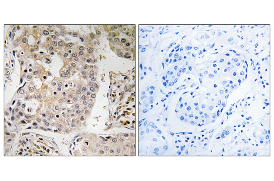 Immunohistochemistry - Anti-MRPL41 Antibody (C14078) - Antibodies.com