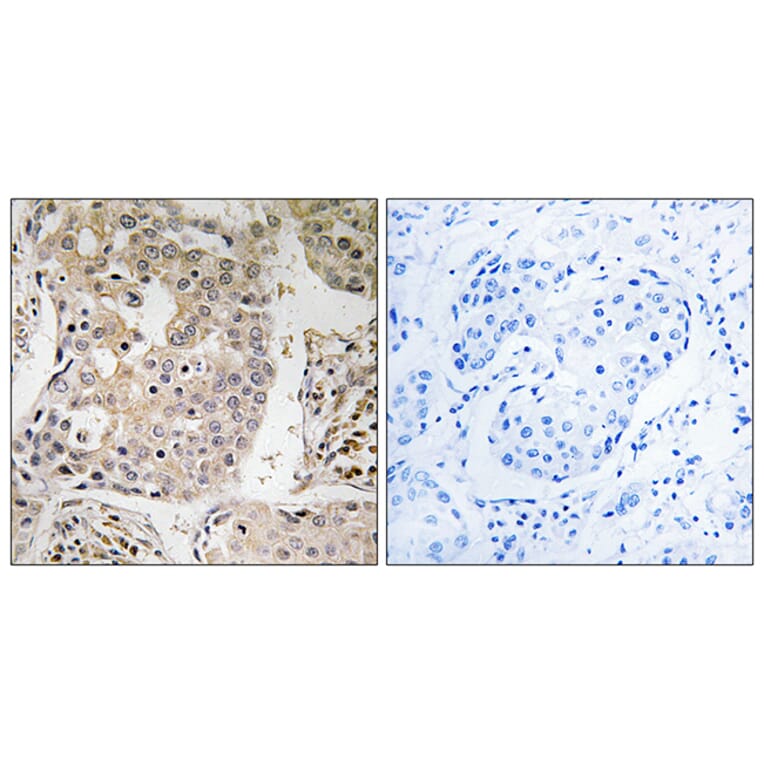 Immunohistochemistry - Anti-MRPL41 Antibody (C14078) - Antibodies.com