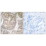 Immunohistochemistry - Anti-MRPL41 Antibody (C14078) - Antibodies.com