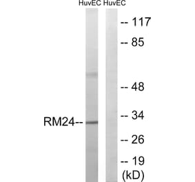 Western Blot - Anti-MRPL24 Antibody (C14068) - Antibodies.com