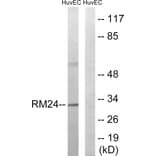 Western Blot - Anti-MRPL24 Antibody (C14068) - Antibodies.com