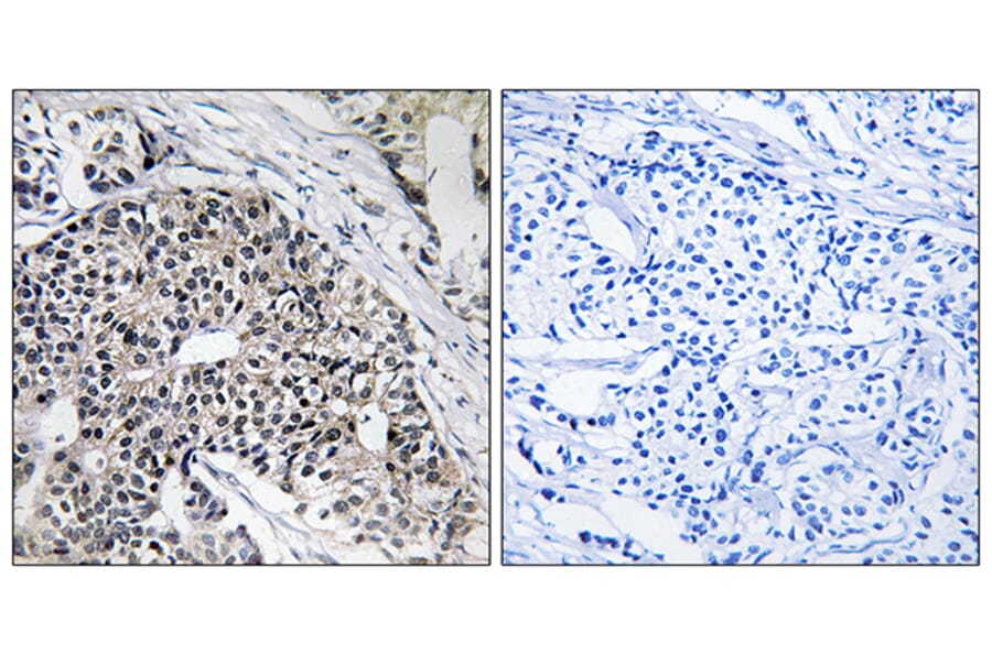 Immunohistochemistry - Anti-MRPL24 Antibody (C14068) - Antibodies.com