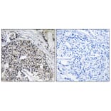 Immunohistochemistry - Anti-MRPL24 Antibody (C14068) - Antibodies.com