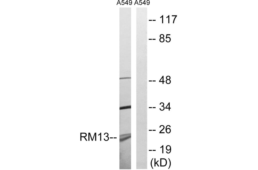 Western Blot - Anti-MRPL13 Antibody (C14057) - Antibodies.com