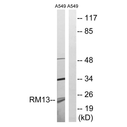 Western Blot - Anti-MRPL13 Antibody (C14057) - Antibodies.com