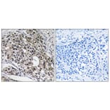 Immunohistochemistry - Anti-MRPL13 Antibody (C14057) - Antibodies.com