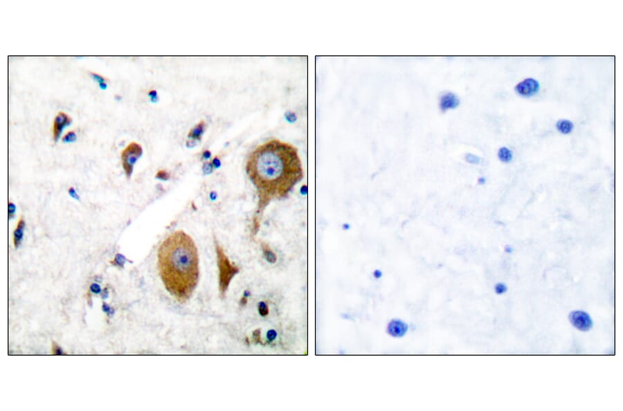 Immunohistochemistry - Anti-mGluR8 Antibody (C0212) - Antibodies.com