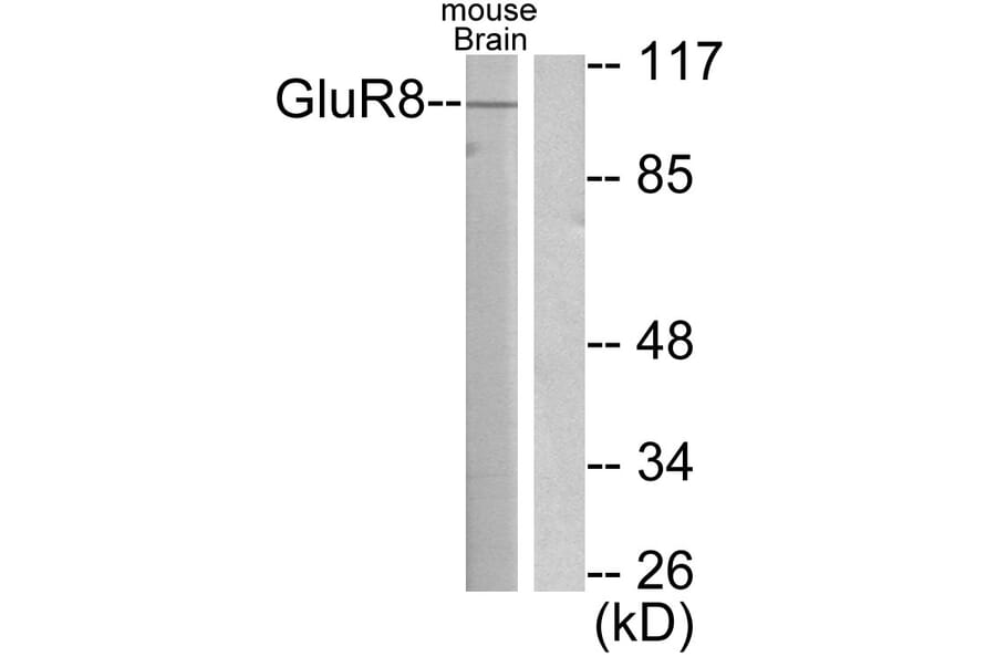 Western Blot - Anti-mGluR8 Antibody (C0212) - Antibodies.com