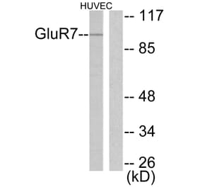 Western Blot - Anti-mGluR7 Antibody (C0211) - Antibodies.com