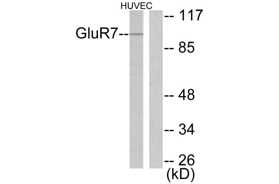 Western Blot - Anti-mGluR7 Antibody (C0211) - Antibodies.com