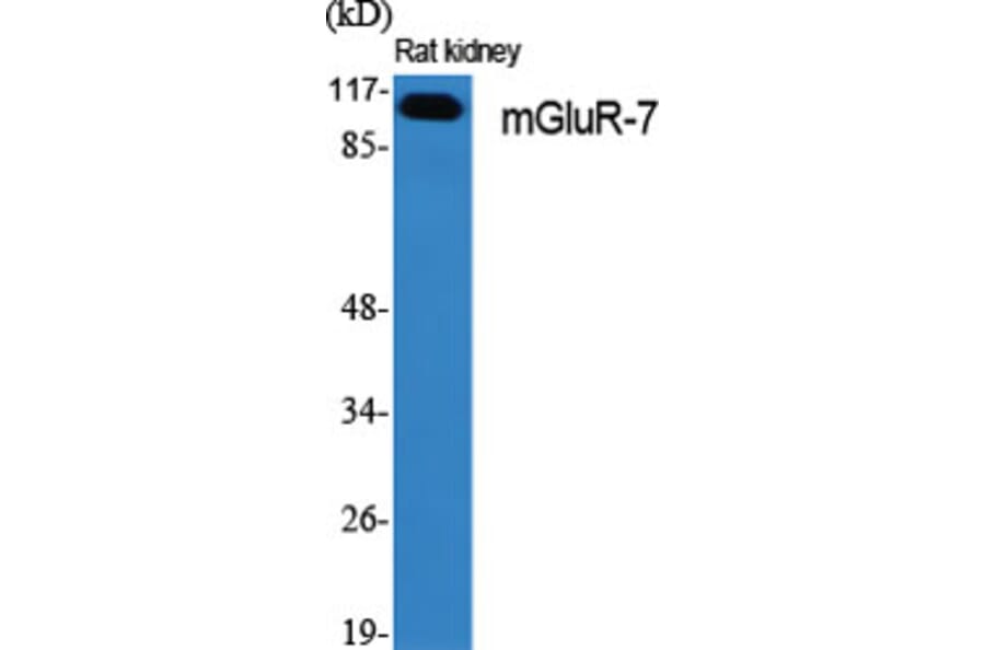 Western Blot - Anti-mGluR7 Antibody (C0211) - Antibodies.com