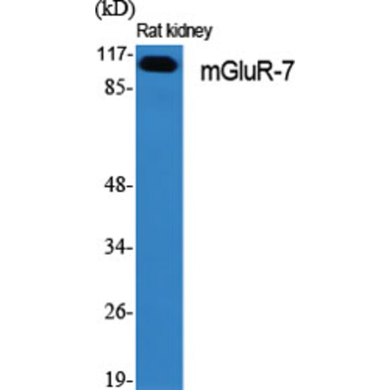 Western Blot - Anti-mGluR7 Antibody (C0211) - Antibodies.com