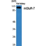 Western Blot - Anti-mGluR7 Antibody (C0211) - Antibodies.com