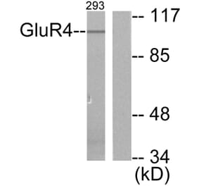 Western Blot - Anti-mGluR4 Antibody (C0208) - Antibodies.com