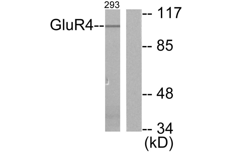 Western Blot - Anti-mGluR4 Antibody (C0208) - Antibodies.com