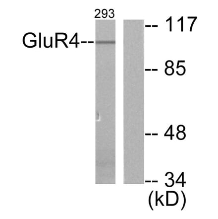 Western Blot - Anti-mGluR4 Antibody (C0208) - Antibodies.com