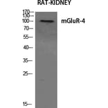 Western Blot - Anti-mGluR4 Antibody (C0208) - Antibodies.com