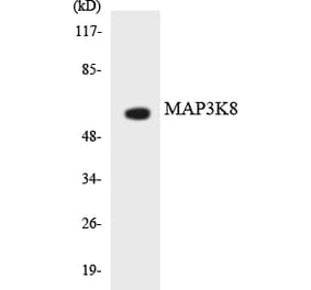 Western Blot - Anti-MAP3K8 Antibody (R12-2990) - Antibodies.com