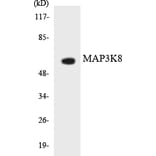 Western Blot - Anti-MAP3K8 Antibody (R12-2990) - Antibodies.com