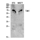 Western Blot - Anti-MAP3K7 Antibody (B8132) - Antibodies.com