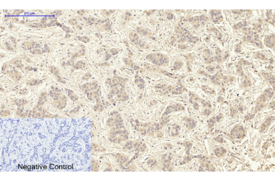 Immunohistochemistry - Anti-MAP3K7 Antibody (B8132) - Antibodies.com