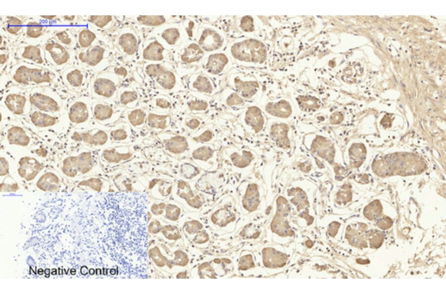 Immunohistochemistry - Anti-MAP3K7 Antibody (B8132) - Antibodies.com