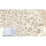 Immunohistochemistry - Anti-MAP3K7 Antibody (B8132) - Antibodies.com
