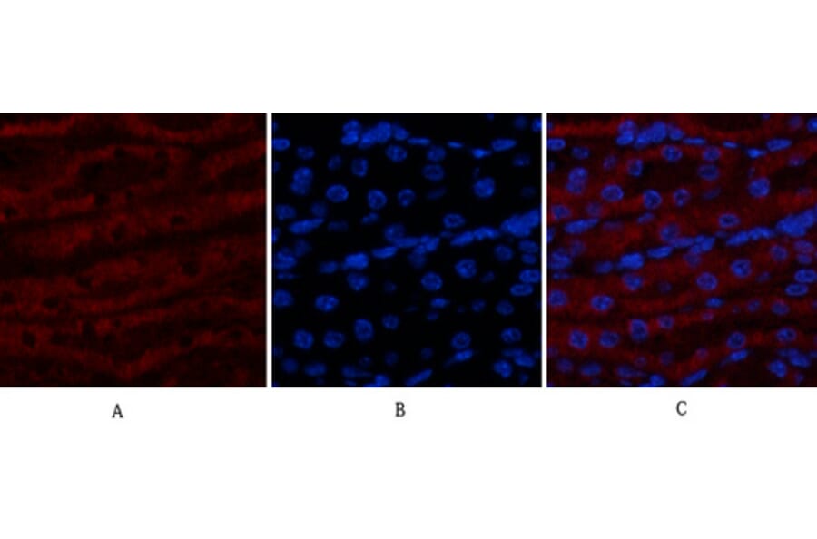 Immunofluorescence - Anti-MAP3K7 Antibody (B8132) - Antibodies.com
