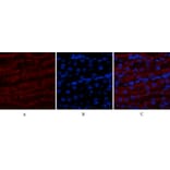 Immunofluorescence - Anti-MAP3K7 Antibody (B8132) - Antibodies.com