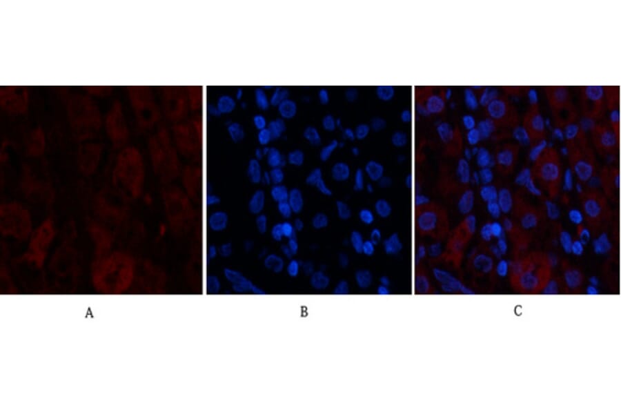 Immunofluorescence - Anti-MAP3K7 Antibody (B8132) - Antibodies.com