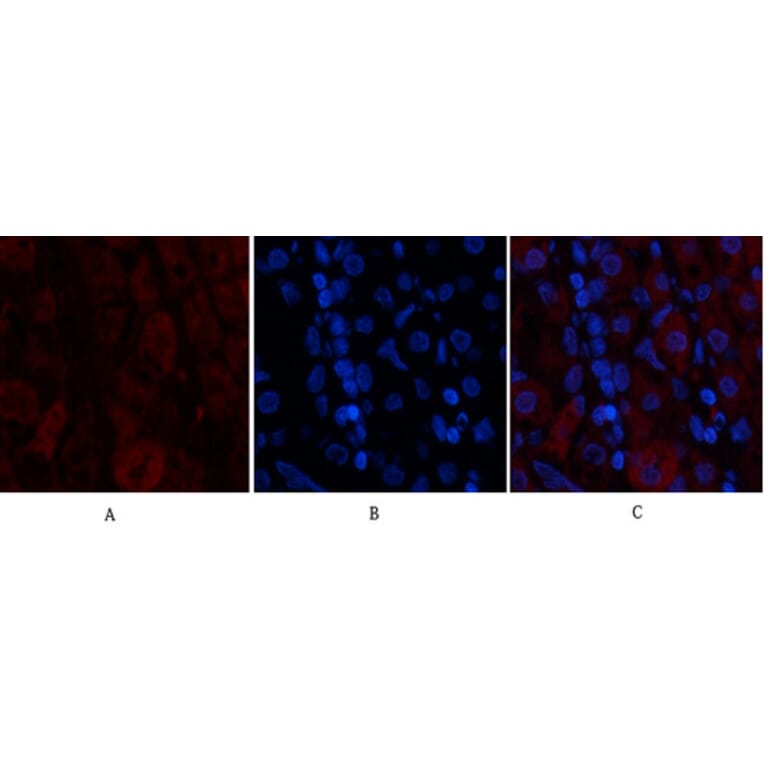 Immunofluorescence - Anti-MAP3K7 Antibody (B8132) - Antibodies.com
