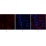 Immunofluorescence - Anti-MAP3K7 Antibody (B8132) - Antibodies.com