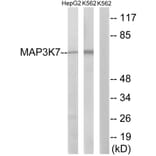 Western Blot - Anti-MAP3K7 Antibody (B8133) - Antibodies.com
