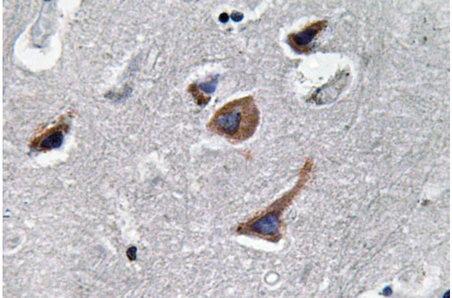 Immunohistochemistry - Anti-IL-12A Antibody (R12-2200) - Antibodies.com