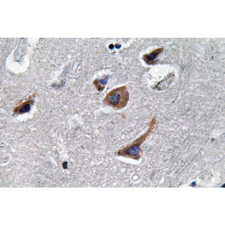 Immunohistochemistry - Anti-IL-12A Antibody (R12-2200) - Antibodies.com