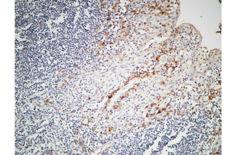 Immunohistochemistry - Anti-IL-12A Antibody (R12-2200) - Antibodies.com