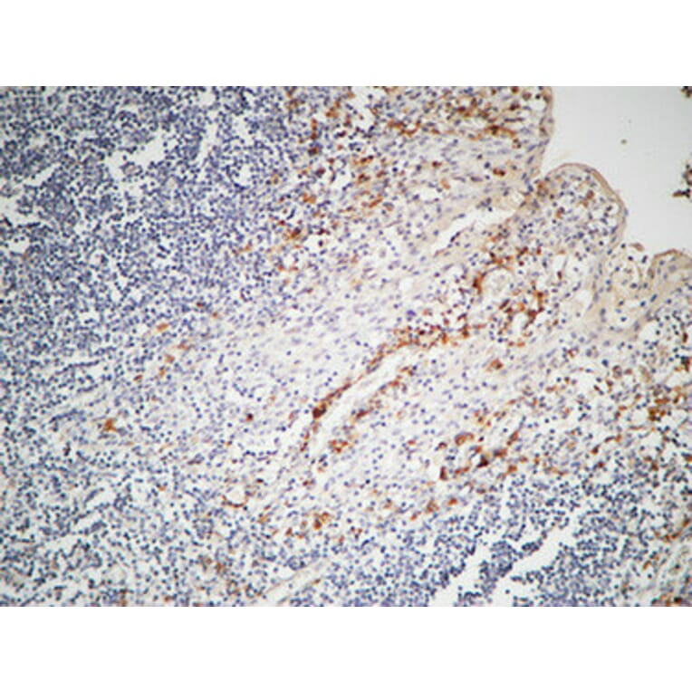 Immunohistochemistry - Anti-IL-12A Antibody (R12-2200) - Antibodies.com