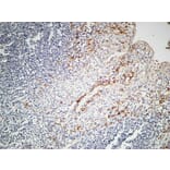 Immunohistochemistry - Anti-IL-12A Antibody (R12-2200) - Antibodies.com