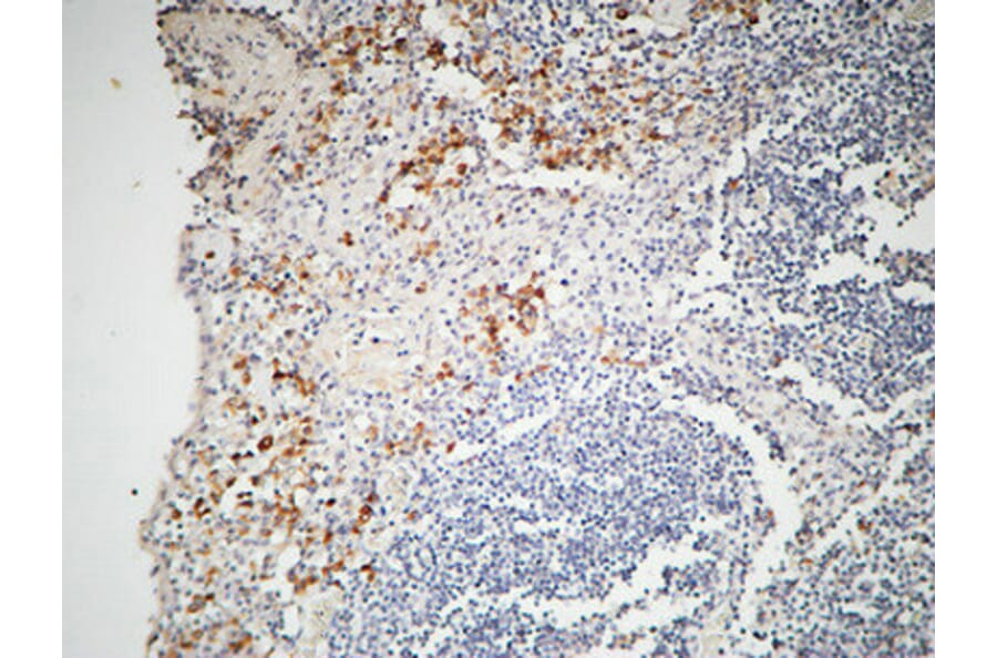 Immunohistochemistry - Anti-IL-12A Antibody (R12-2200) - Antibodies.com