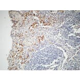 Immunohistochemistry - Anti-IL-12A Antibody (R12-2200) - Antibodies.com