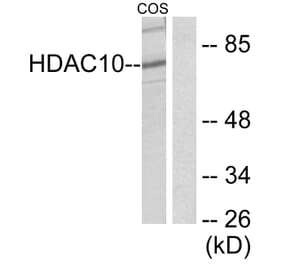 Western Blot - Anti-HDAC10 Antibody (C0222) - Antibodies.com