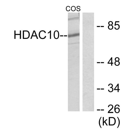 Western Blot - Anti-HDAC10 Antibody (C0222) - Antibodies.com