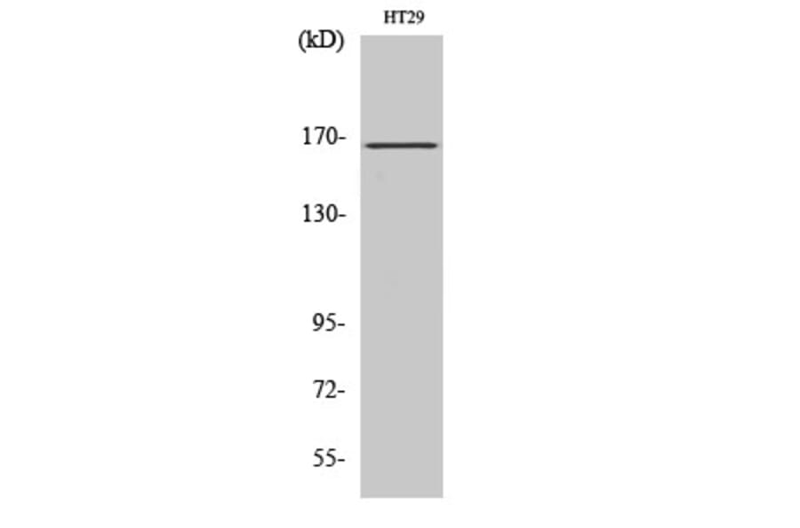 Western Blot - Anti-FANCD2 Antibody (B0427) - Antibodies.com