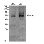 Western Blot - Anti-Desmin Antibody (C0171) - Antibodies.com