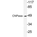 Western Blot - Anti-CNPase Antibody (R12-2096) - Antibodies.com