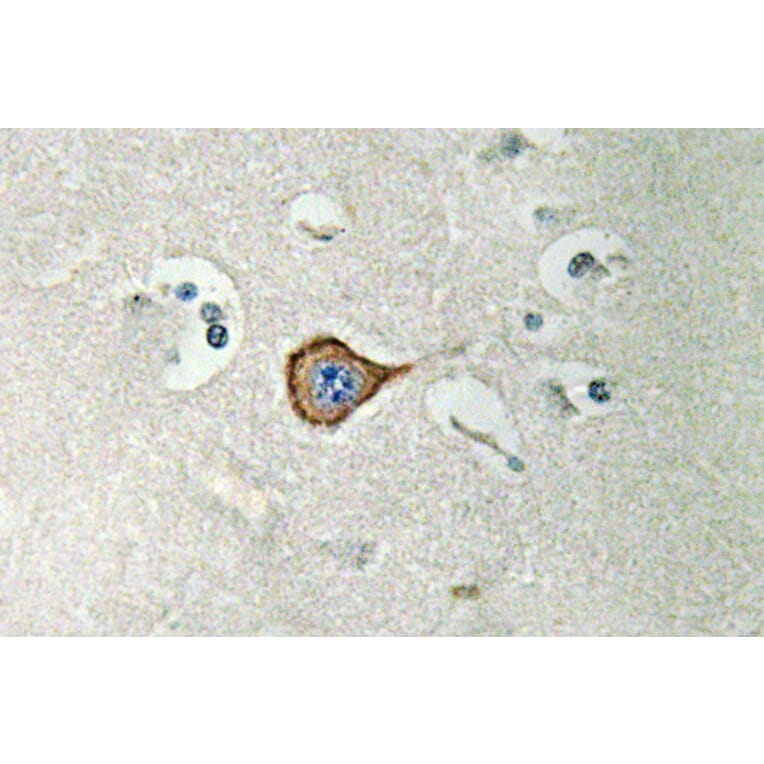 Immunohistochemistry - Anti-CNPase Antibody (R12-2096) - Antibodies.com