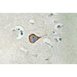 Immunohistochemistry - Anti-CNPase Antibody (R12-2096) - Antibodies.com