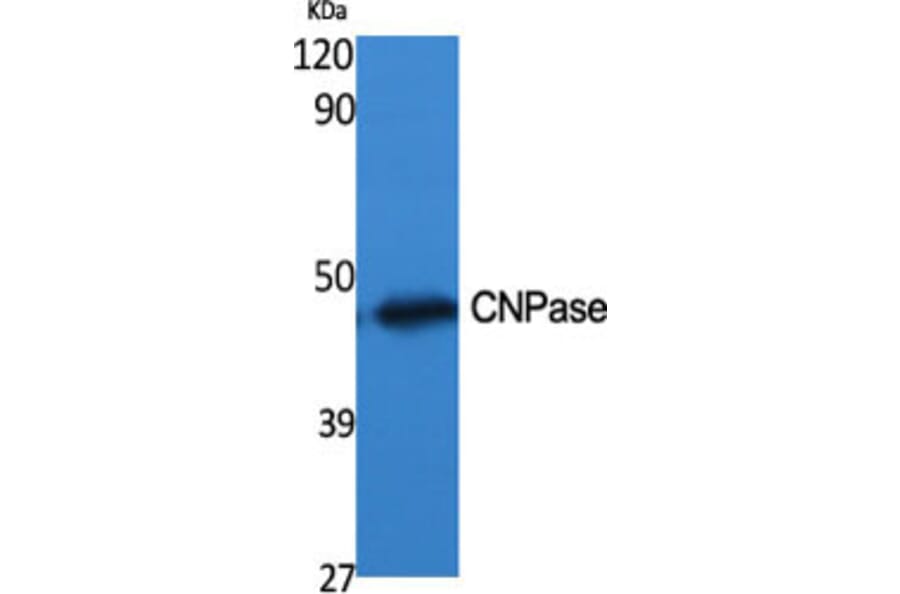 Western Blot - Anti-CNPase Antibody (R12-2096) - Antibodies.com