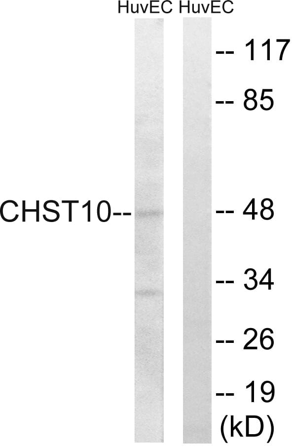Western blot analysis of lysates from HUVEC cells using Anti-CHST10 Antibody. The right hand lane represents a negative control, where the antibody is blocked by the immunising peptide.